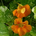 Tropaeolum majus 'Alaska Tip Top' fleur